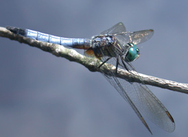 Blue Dasher